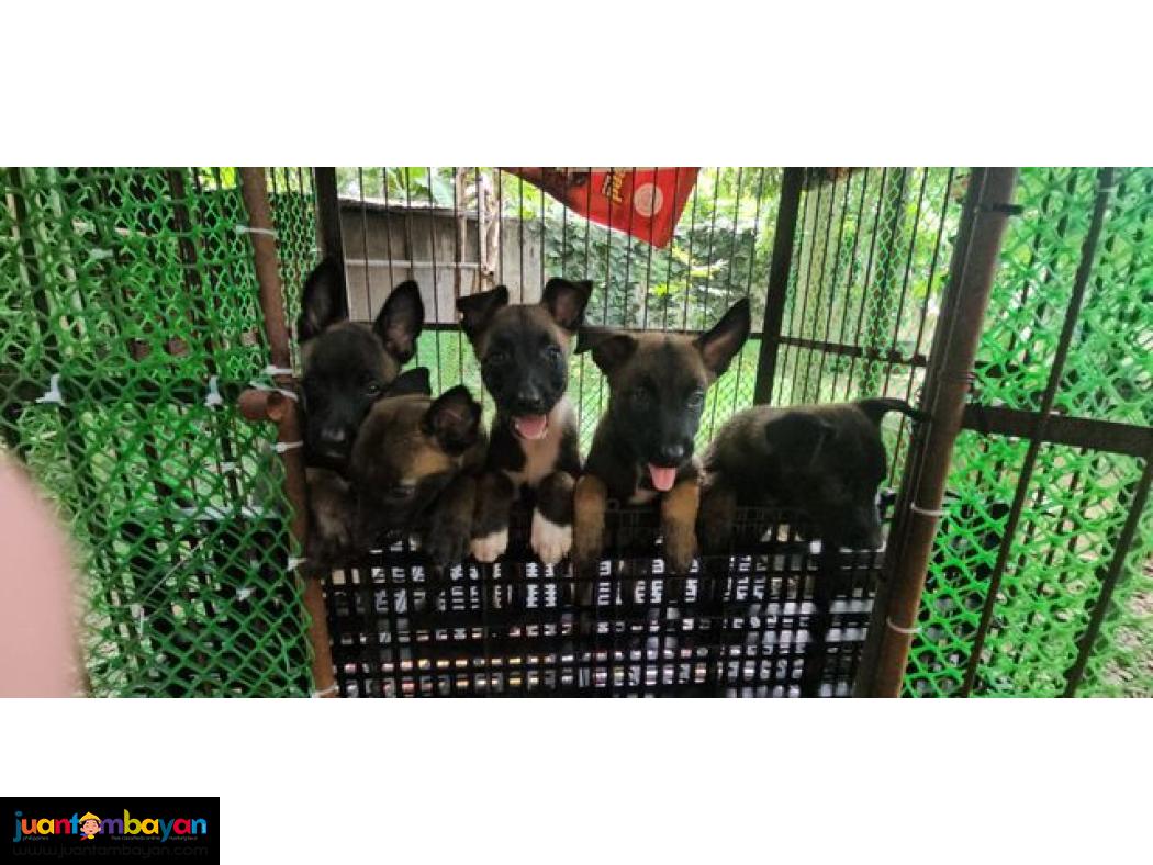 Belgian Malinois Puppies