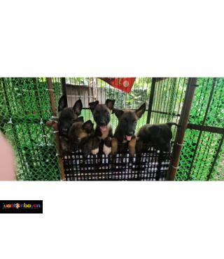 Belgian Malinois Puppies
