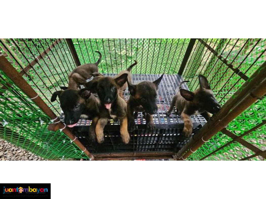 Belgian Malinois Puppies
