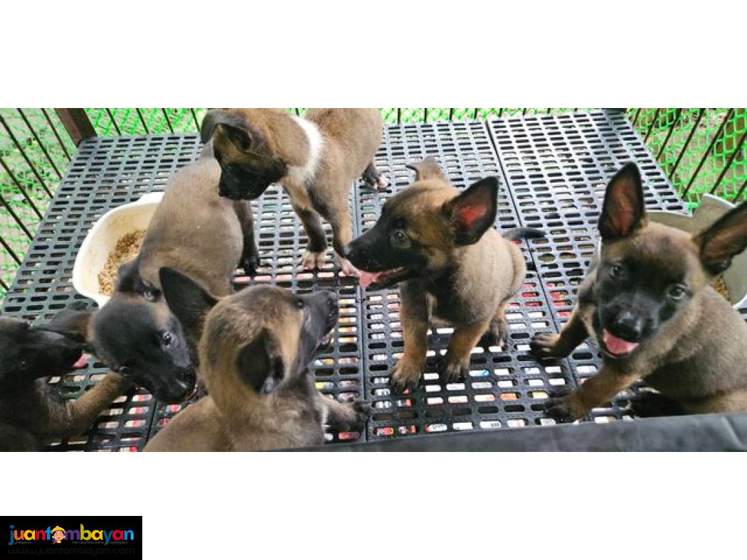 Belgian Malinois Puppies