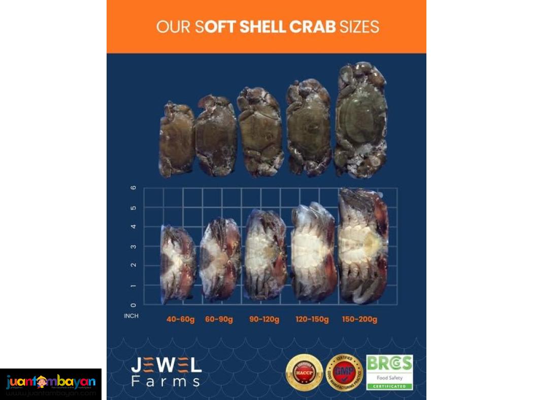 Premium Soft Shell Crab for Sale - Jewel Farms (Philippines)