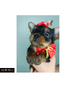 yorkshire Terrier Puppies....viber me at.+639463422605