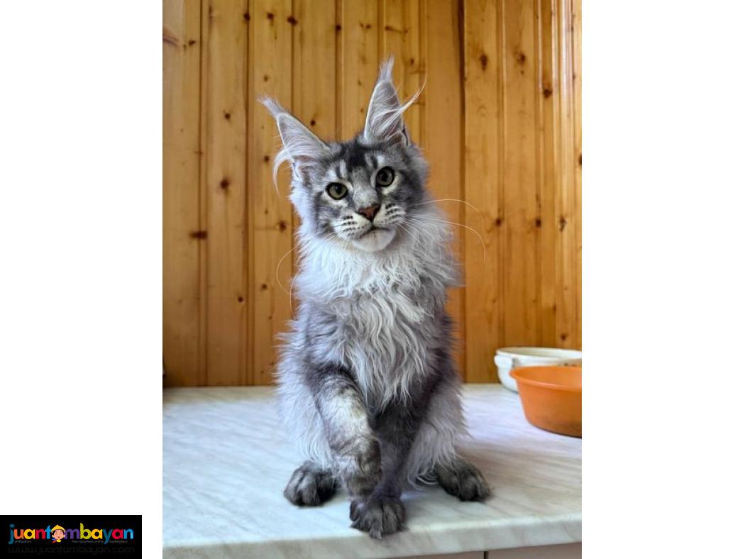 Adorable Maine coon kitten 1 boy 1 girl available 
