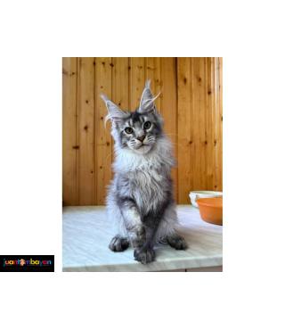 Adorable Maine coon kitten 1 boy 1 girl available 
