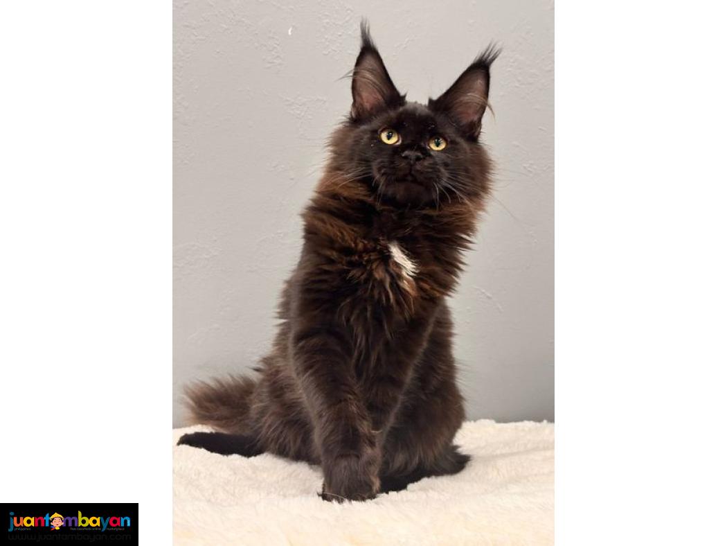 Adorable Maine coon kitten 1 boy 1 girl available 
