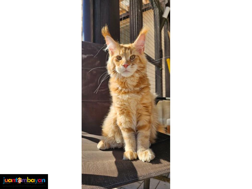 Adorable  Maine coon kitten 1 boy & 1 girl 