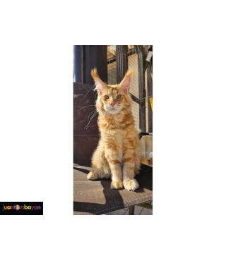 Adorable  Maine coon kitten 1 boy & 1 girl 