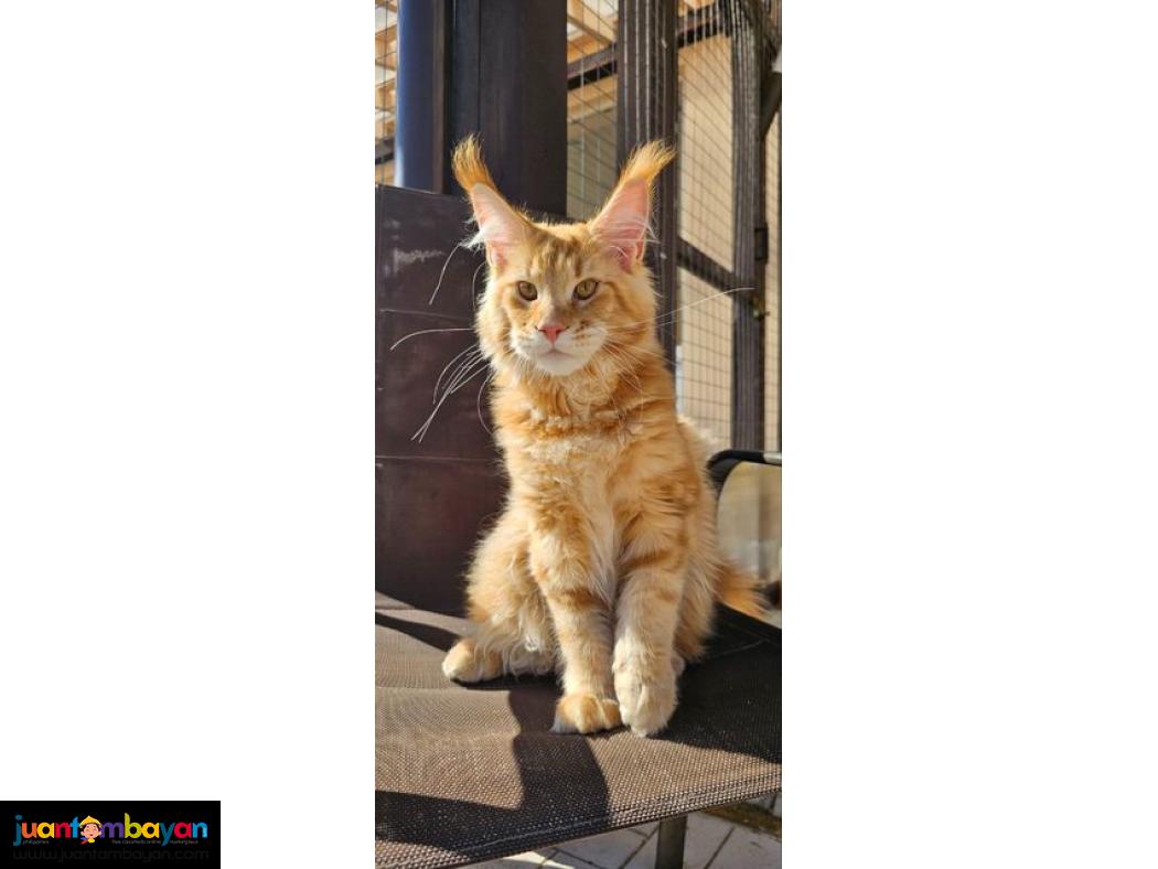 Adorable  Maine coon kitten 1 boy & 1 girl 
