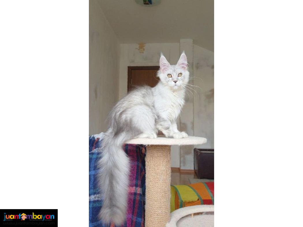 White Maine coon kitten 