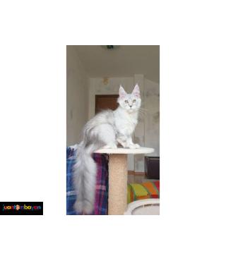 White Maine coon kitten 