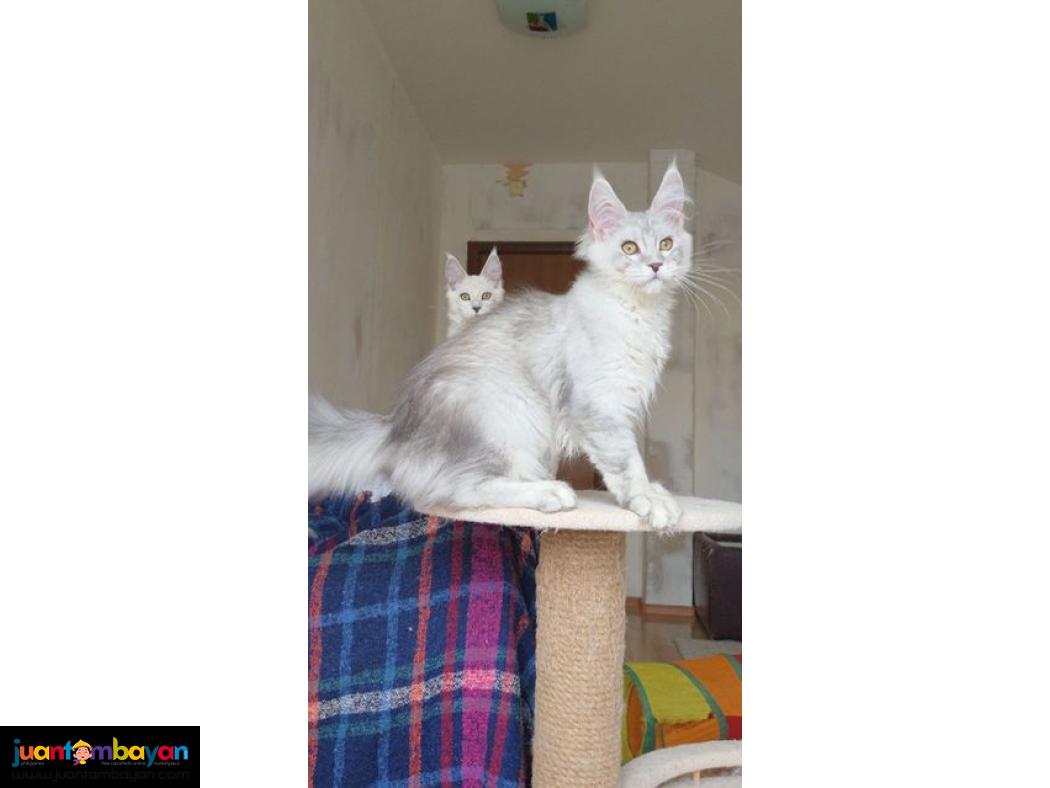 White Maine coon kitten 
