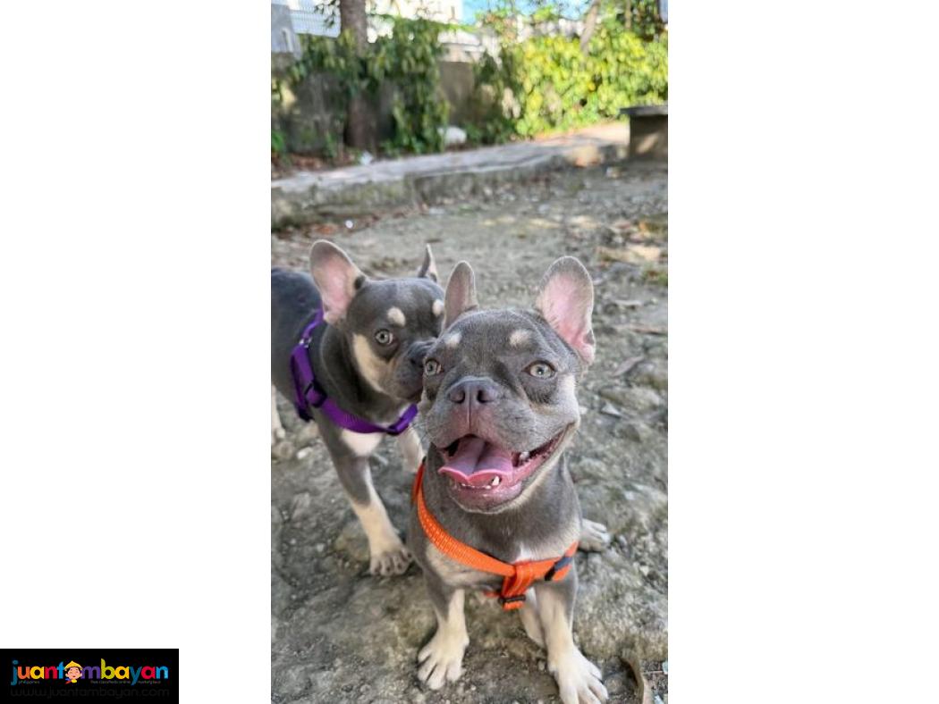 French Bulldog w/PAPERS MALE AND FEMALE SIBLINGS