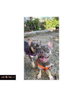 French Bulldog w/PAPERS MALE AND FEMALE SIBLINGS