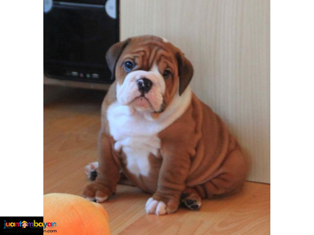 AKC English bulldog puppy Available 2 Female 2 Male