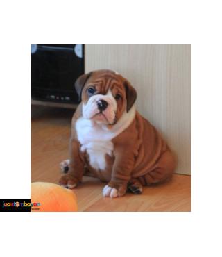 AKC English bulldog puppy Available 2 Female 2 Male