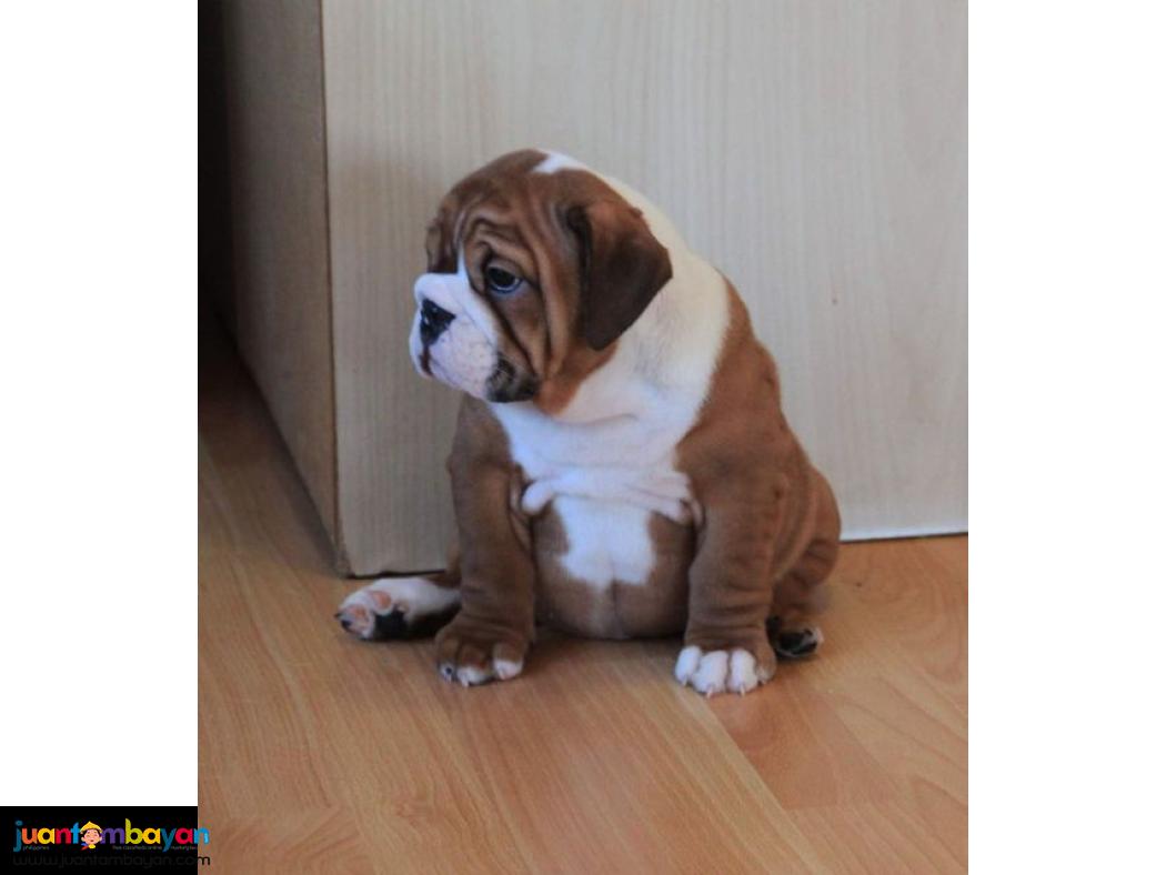 AKC English bulldog puppy Available 2 Female 2 Male