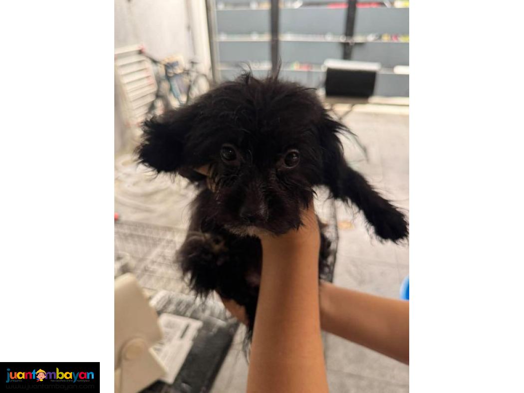 Pomeranian X Toy Poodle Mix 