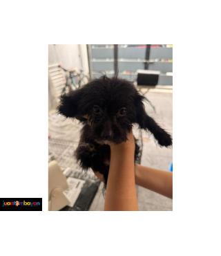 Pomeranian X Toy Poodle Mix 