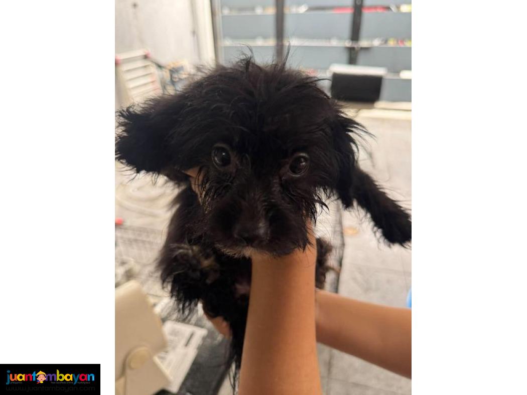 Pomeranian X Toy Poodle Mix 