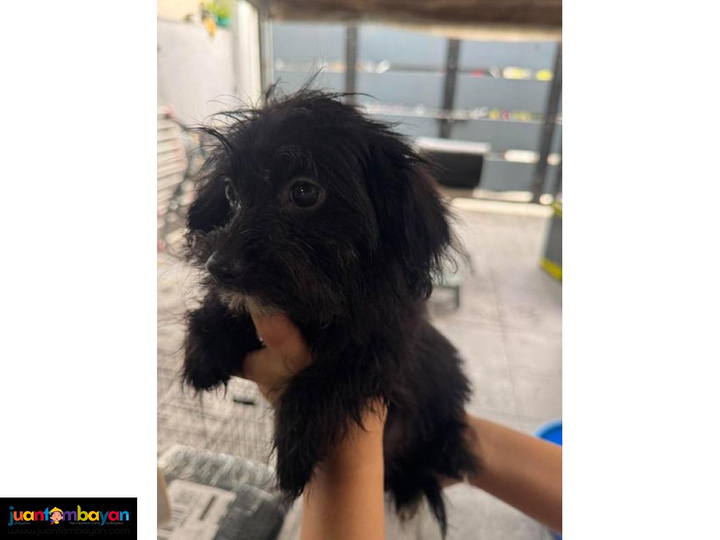 Pomeranian X Toy Poodle Mix 