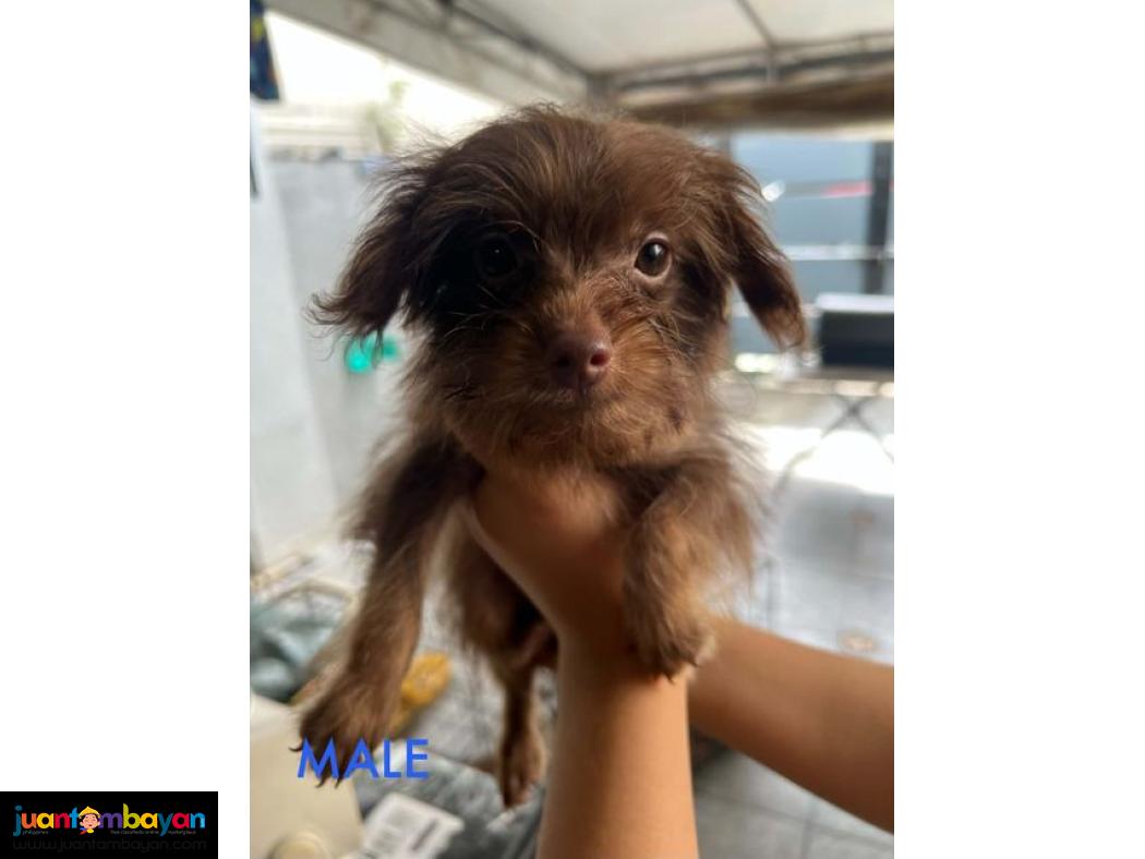 Pomeranian X Toy Poodle Mix 