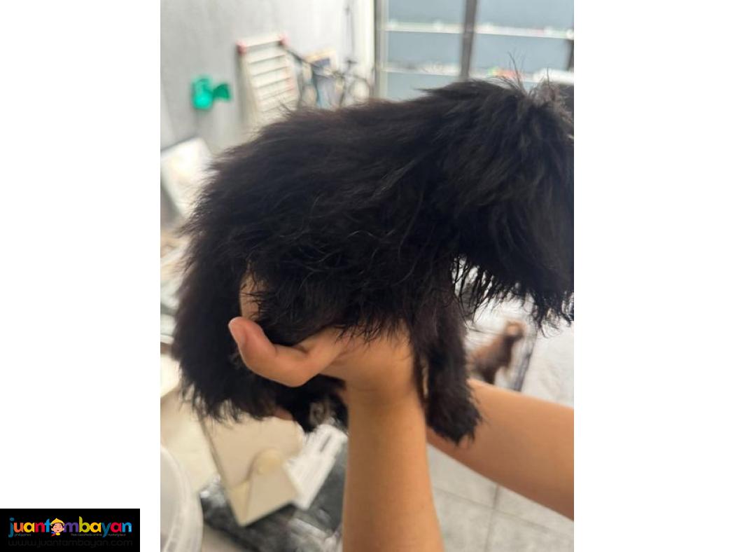 Pomeranian X Toy Poodle Mix 