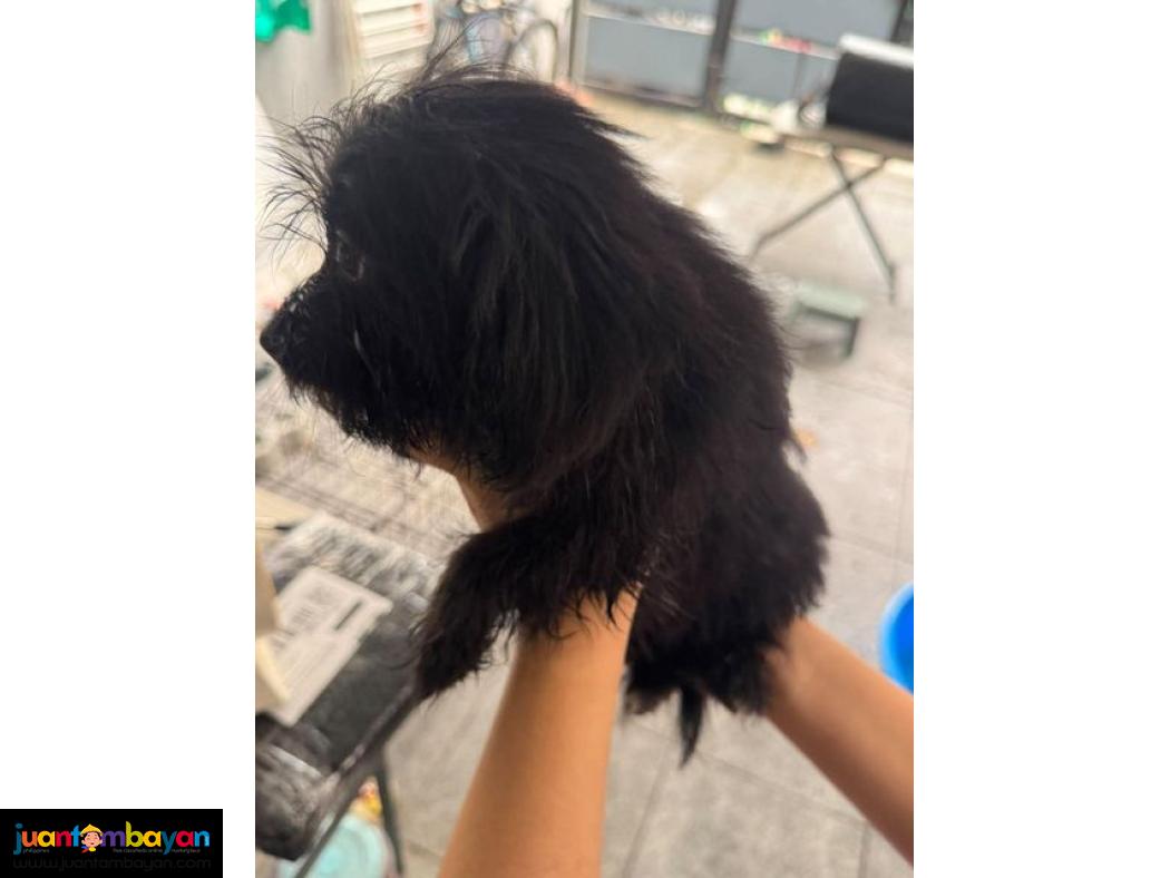 Pomeranian X Toy Poodle Mix 
