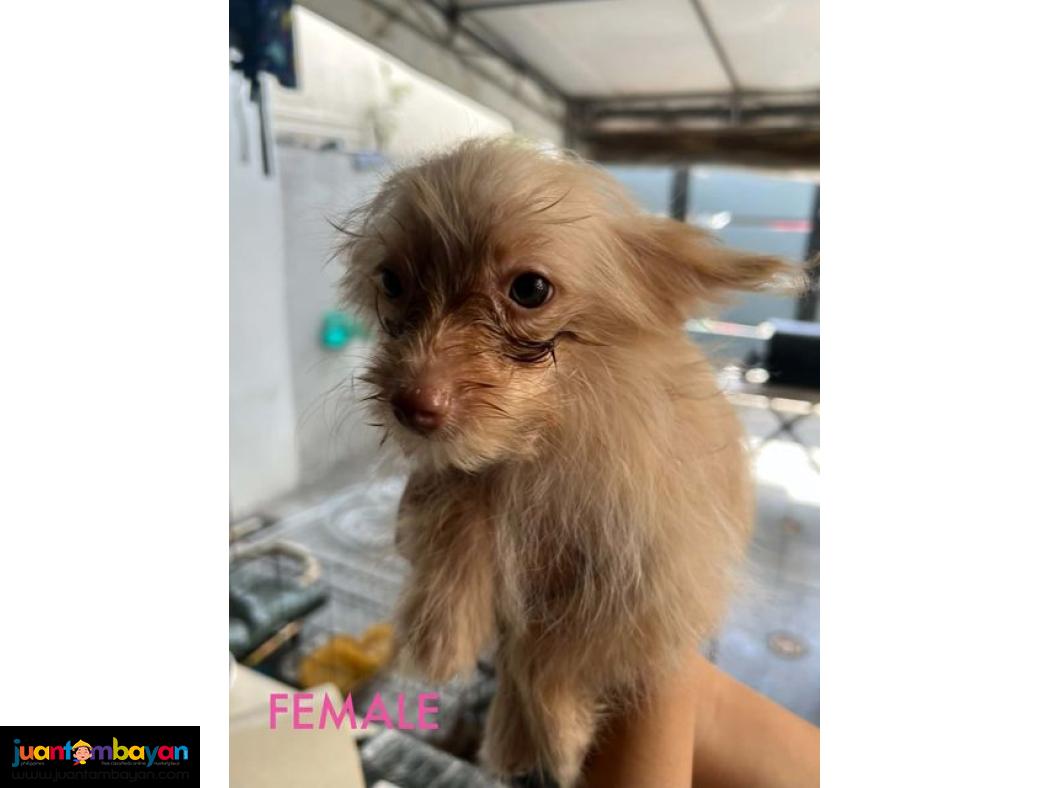 Pomeranian X Toy Poodle Mix 