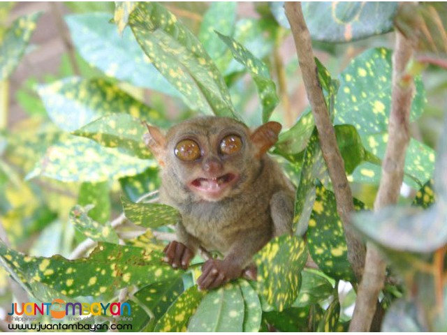 BOHOL TOUR A, Bohol tour package BOHOL TOUR A, Bohol tour package