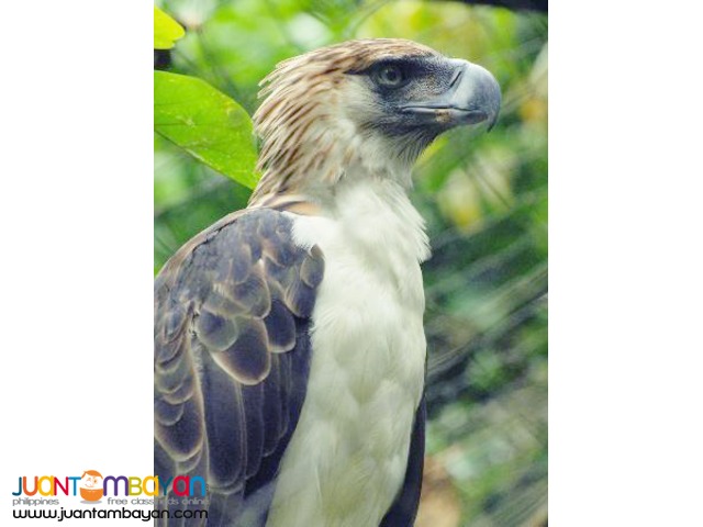 1 Night Davao City Hotels 2 Nights Pearl Farm Davao (Tour C) 1 Night Davao City Hotels 2 Nights Pearl Farm Davao (Tour C)