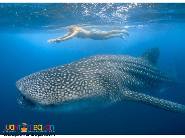 Bicol Tour Package, Donsol Whale Shark