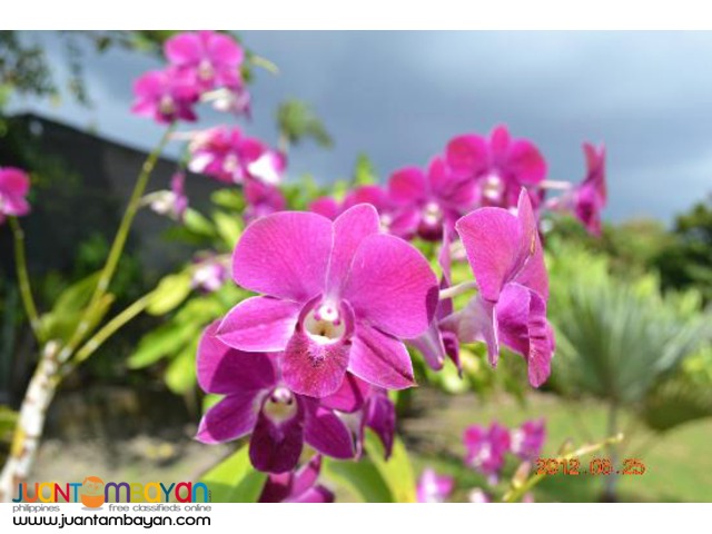 Bali Garden and Beautiful Sunset Tour Bali Garden and Beautiful Sunset Tour