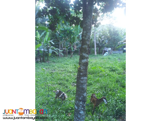 1,000 sq.m lot for sale in Garing, Consolacion,Cebu