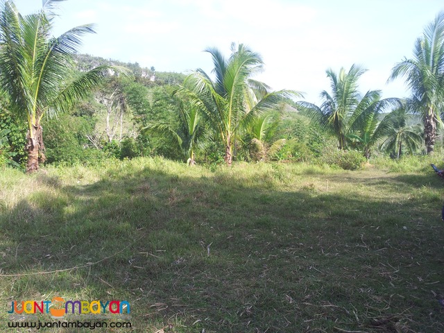 20 hectares for sale in sogod,cebu