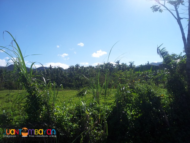 36 hectares for sale in leyte, leyte