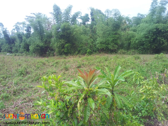 120 hectares lot for sale in bogo,cebu