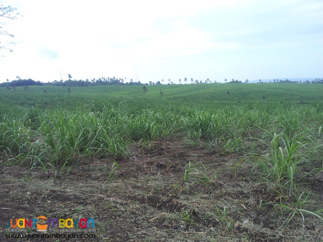 120 hectares lot for sale in bogo,cebu